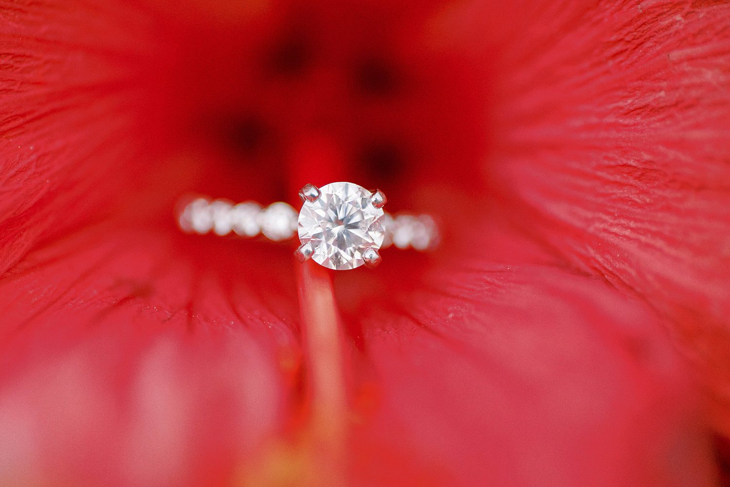 engagement ring rests in red flower in Florida