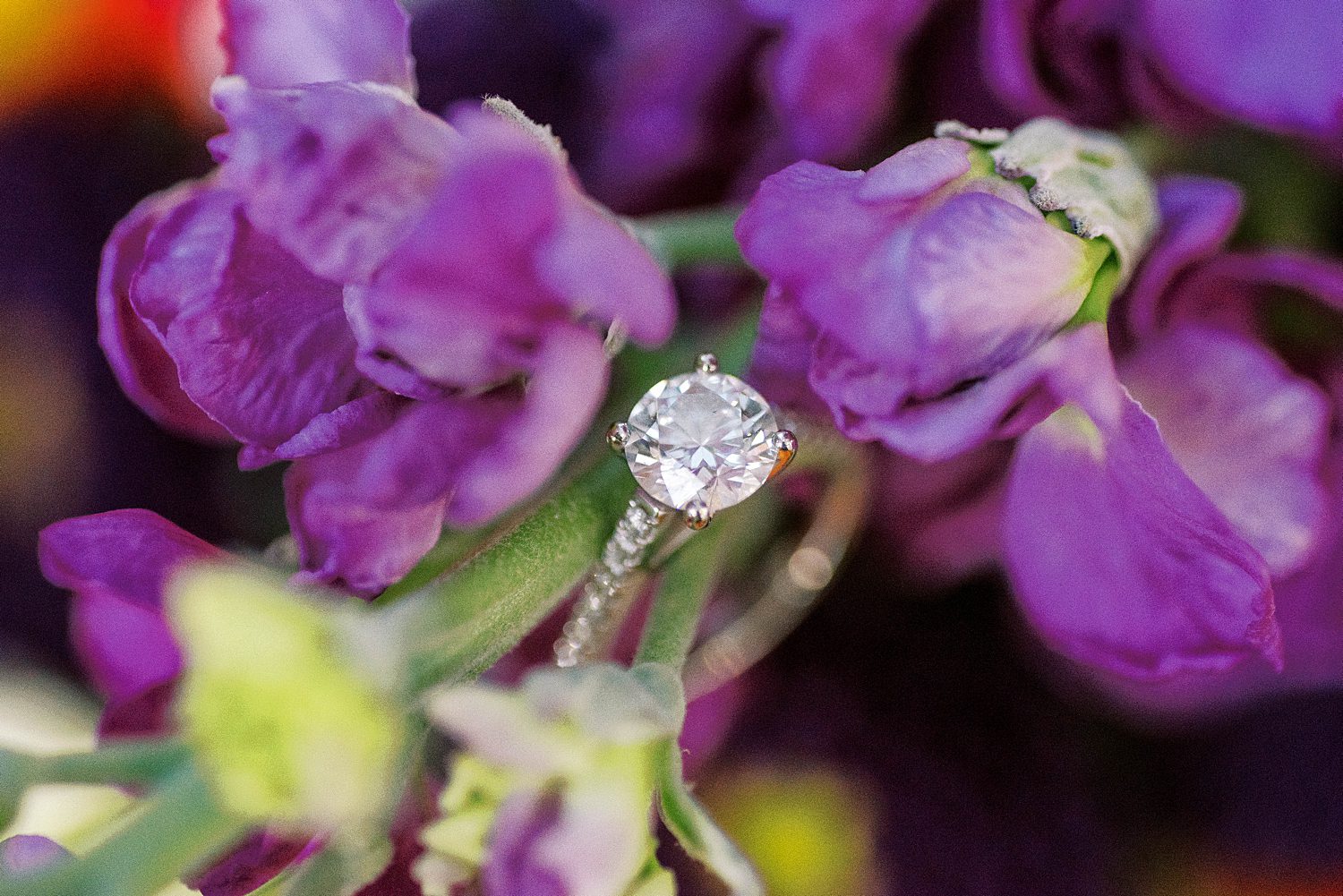 engagement ring rests in purple flowers