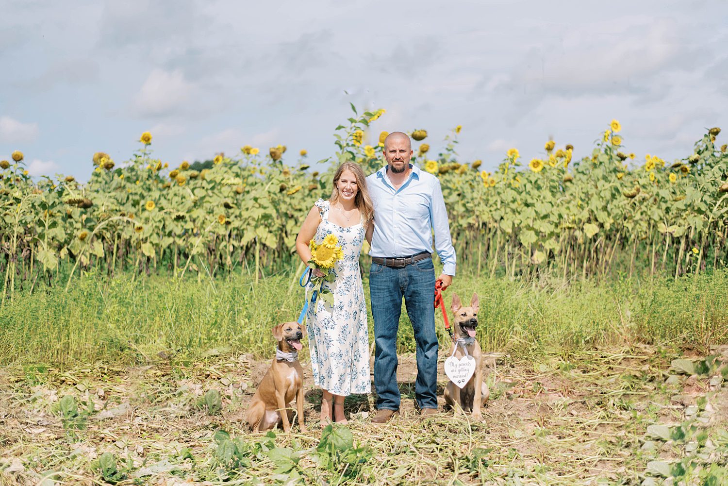 engaged couple stands with two dogs in sunflower field 