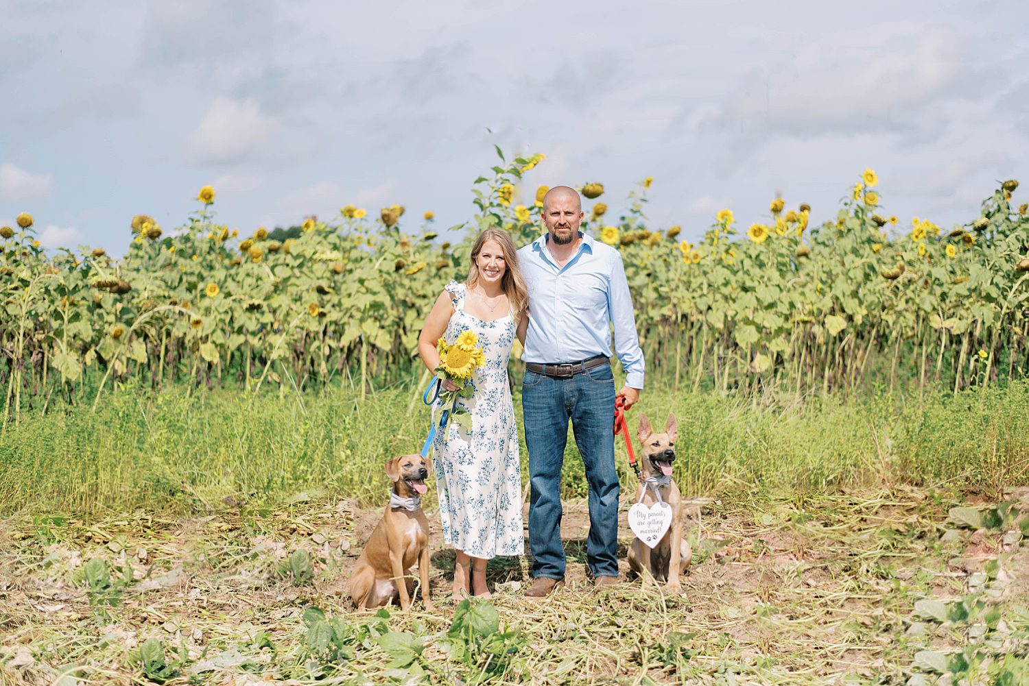 engaged couple stands with two dogs in sunflower field