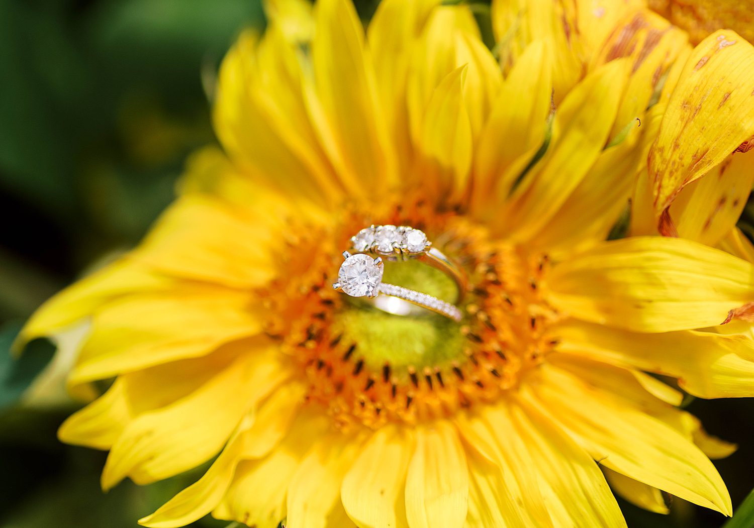 engagement ring rests in sunflower