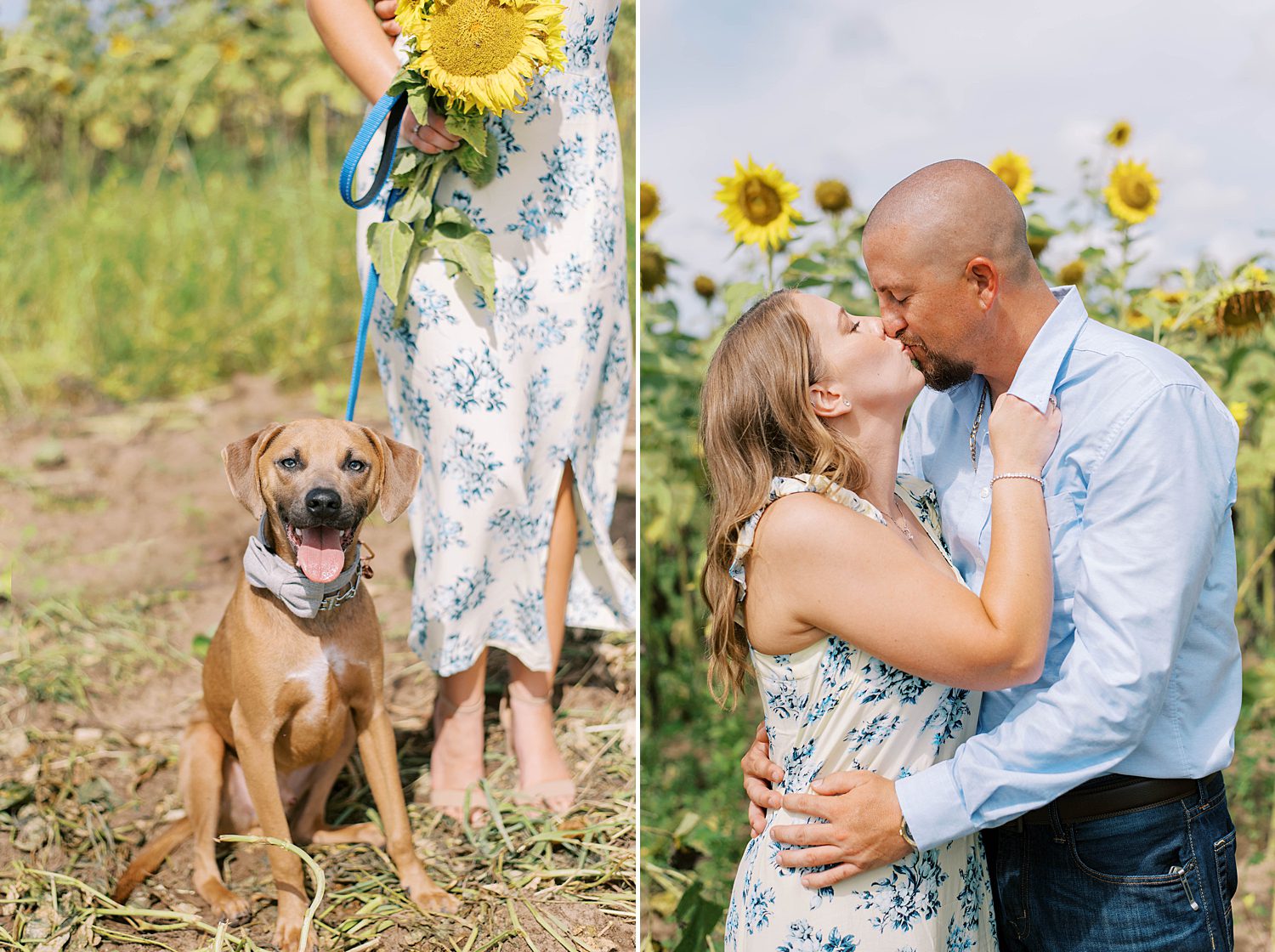 engaged couple kisses while dog sits next to them in sunflower field