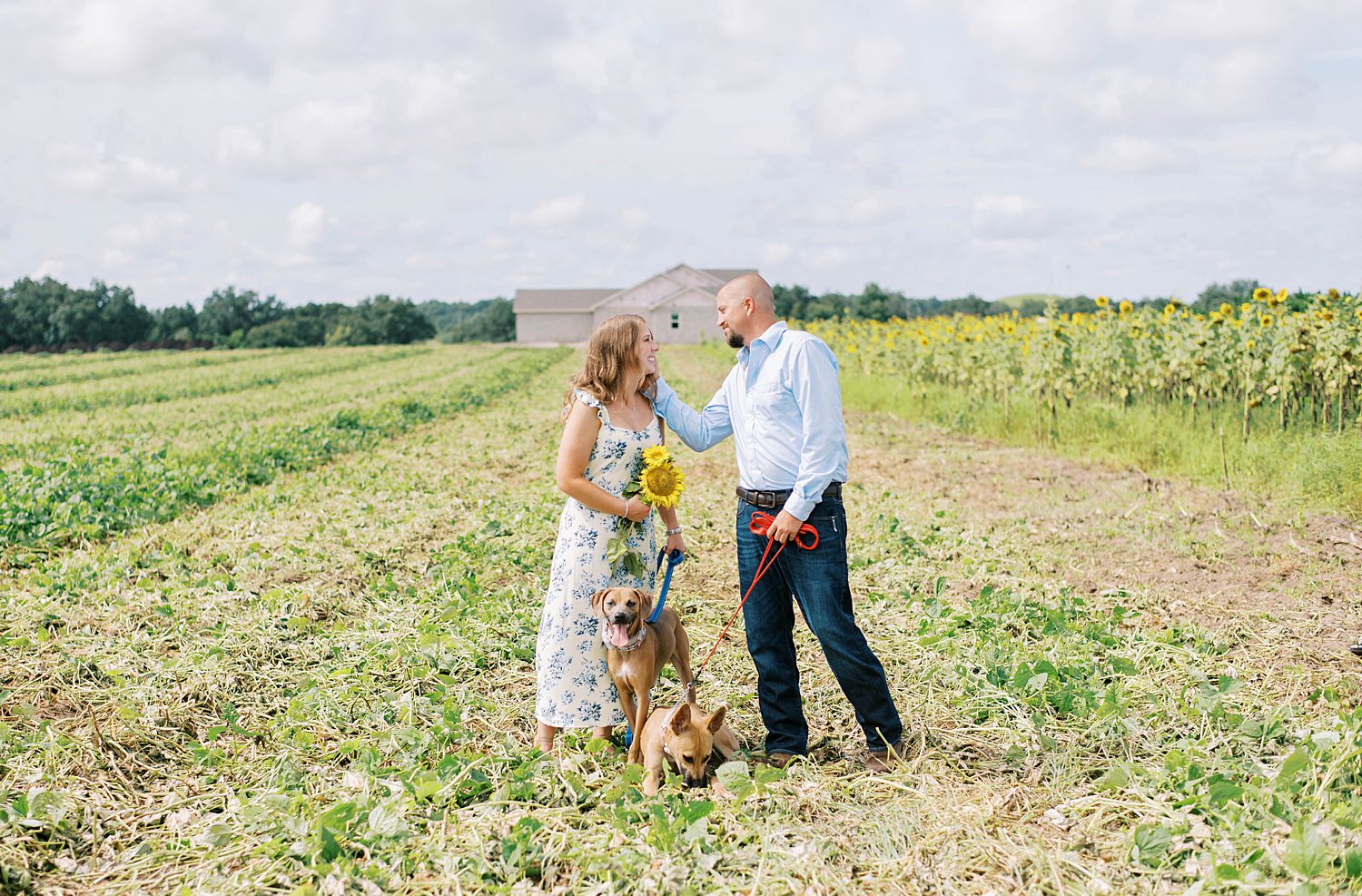 mean leans to kiss fiancee during Tampa FL sunflower field engagement session