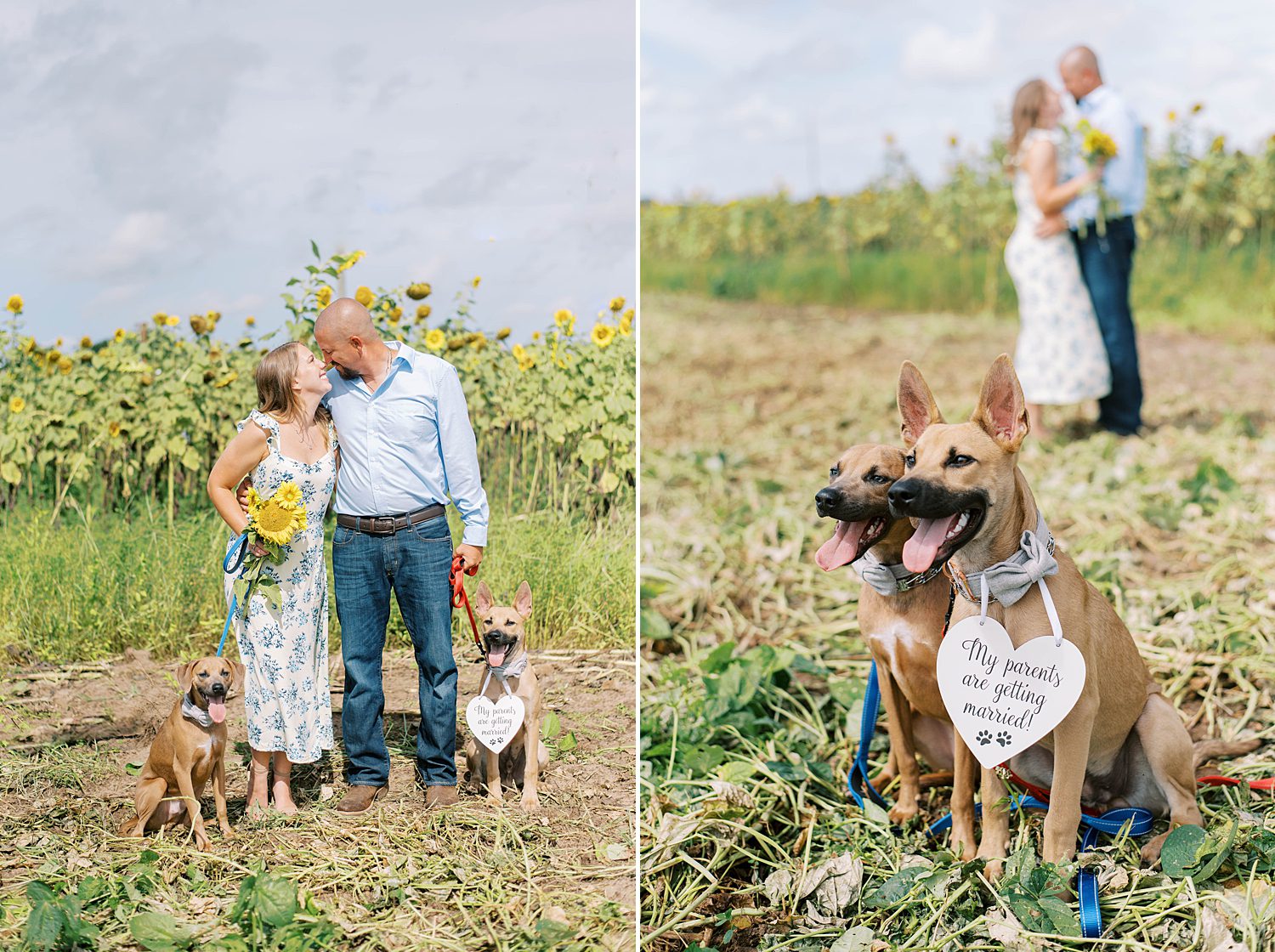 engaged couple kisses while dogs sit with sign on neck 