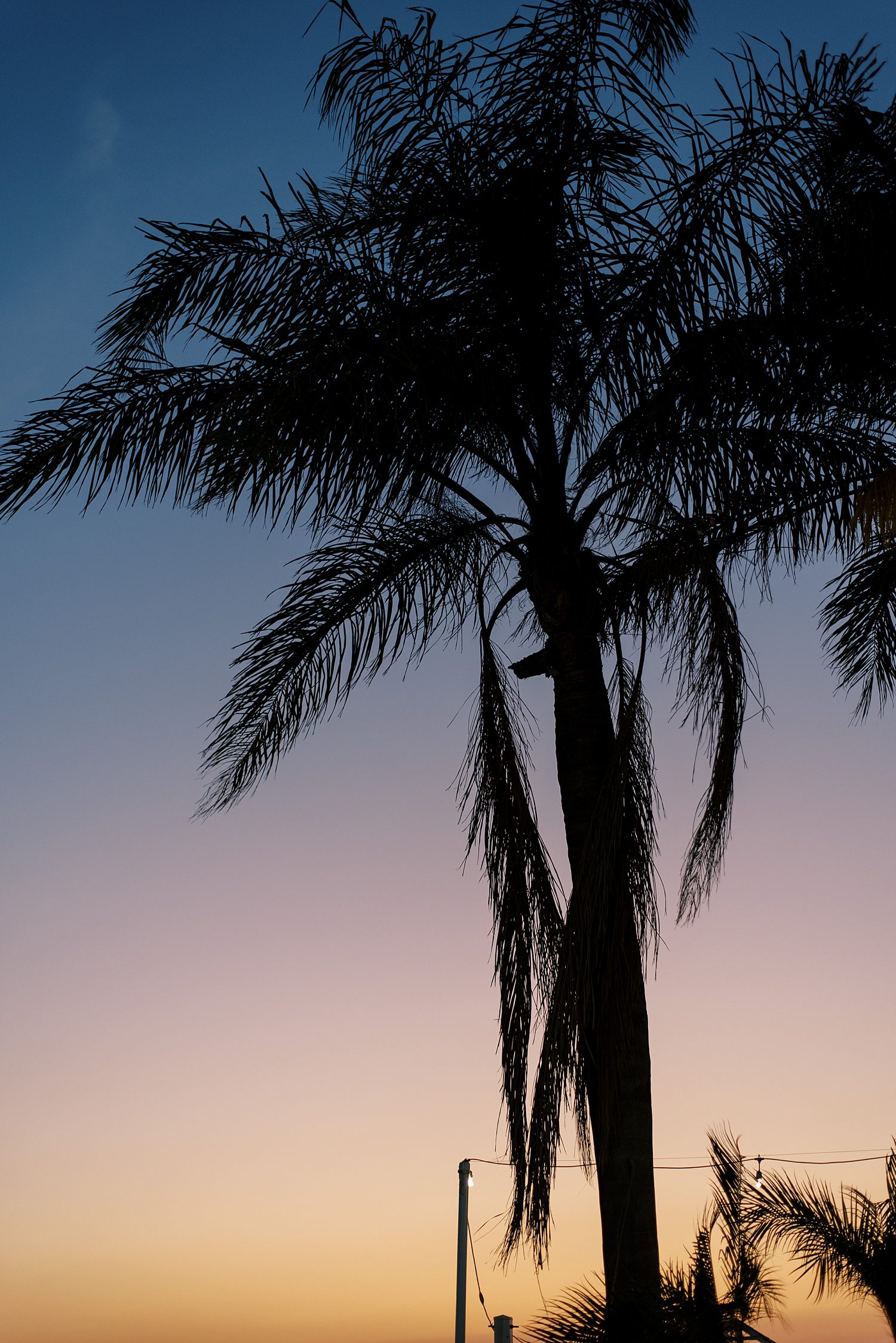 palm tree at sunset in Tampa FL