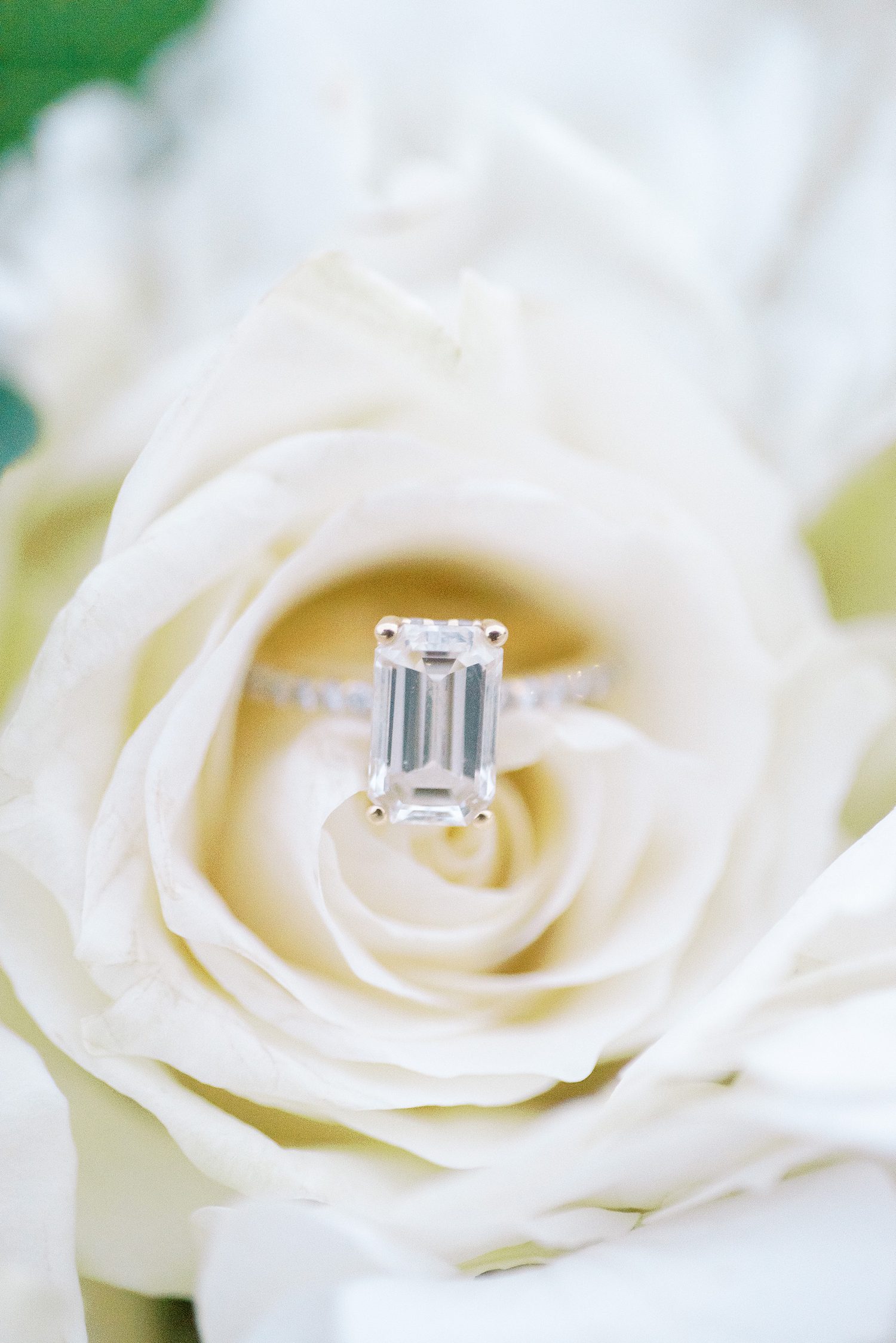 engagement ring rests inside ivory rose