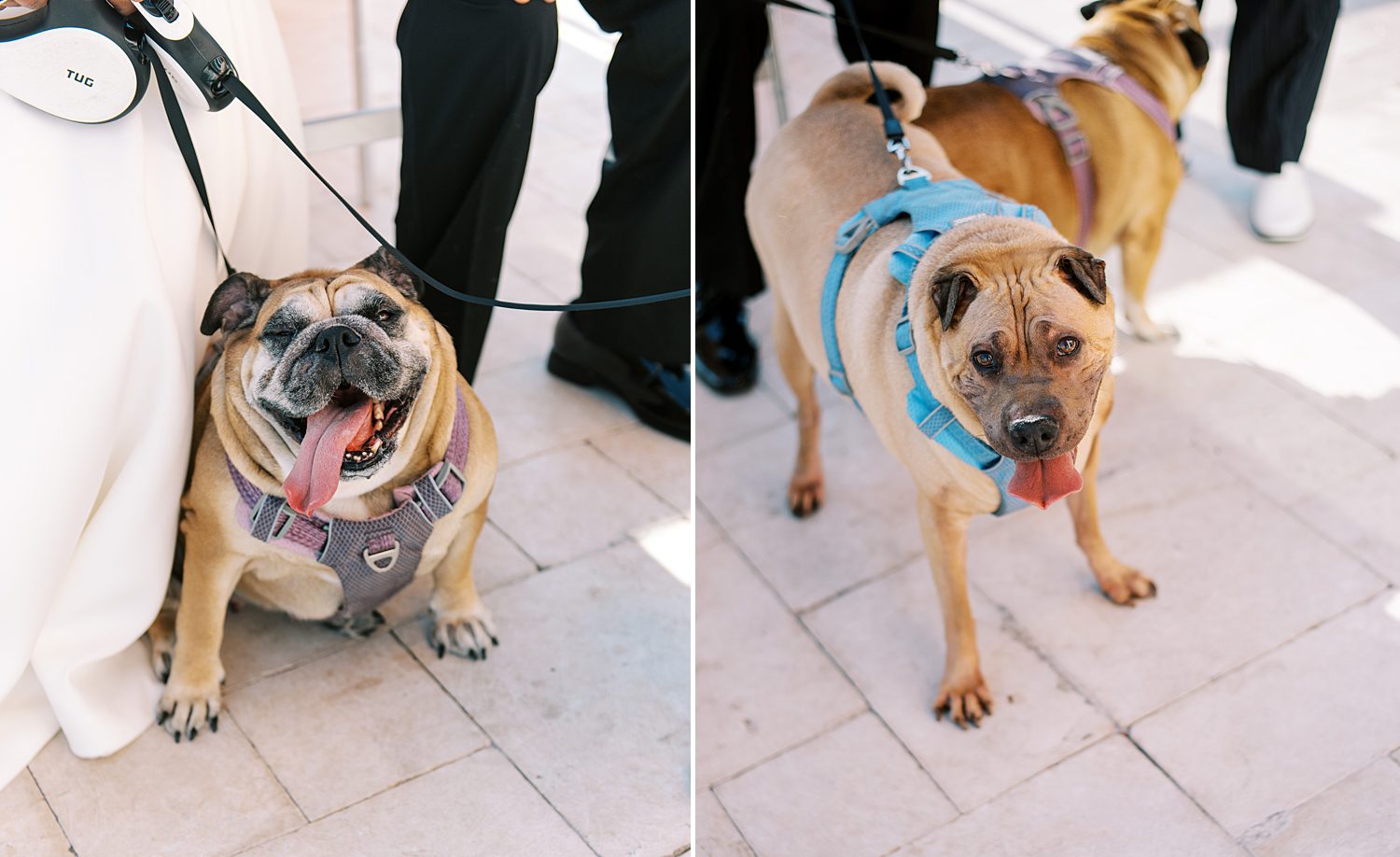 dogs stand on leashes with bride and groom on patio at the Hyatt Clearwater