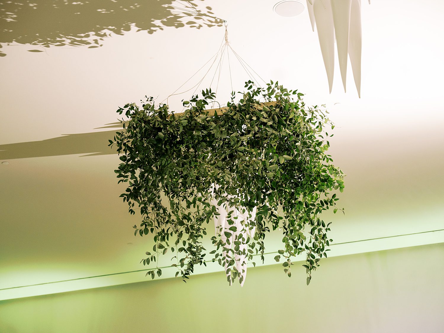 greenery arrangement hangs from ceiling of the Hotel Haya