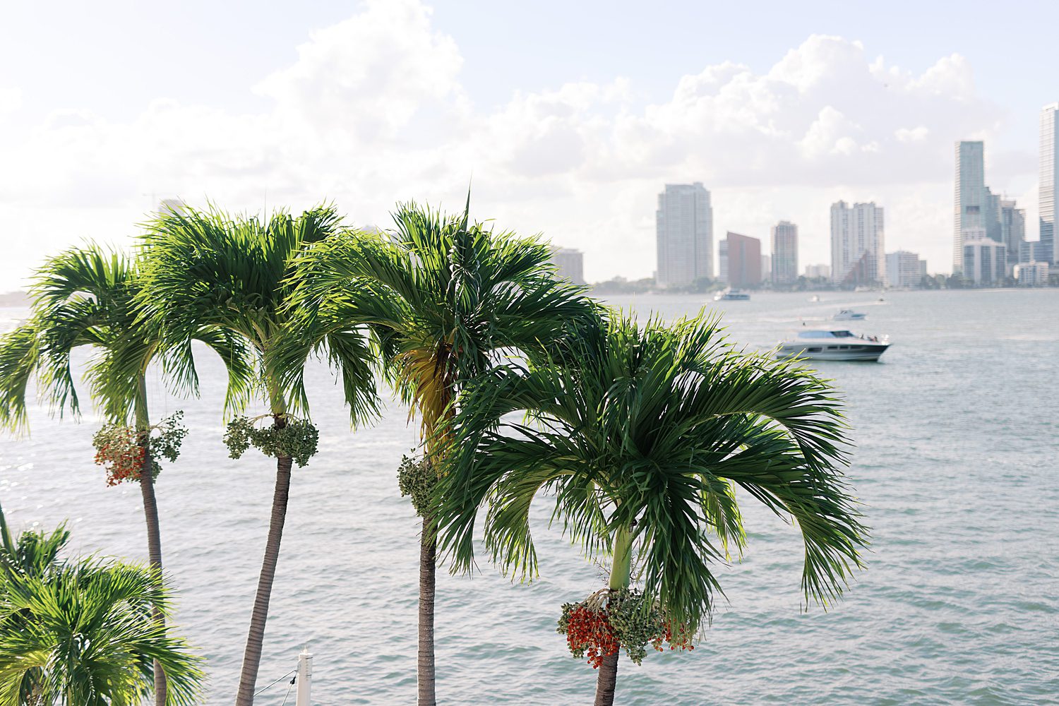 palm trees by water in Miami FL