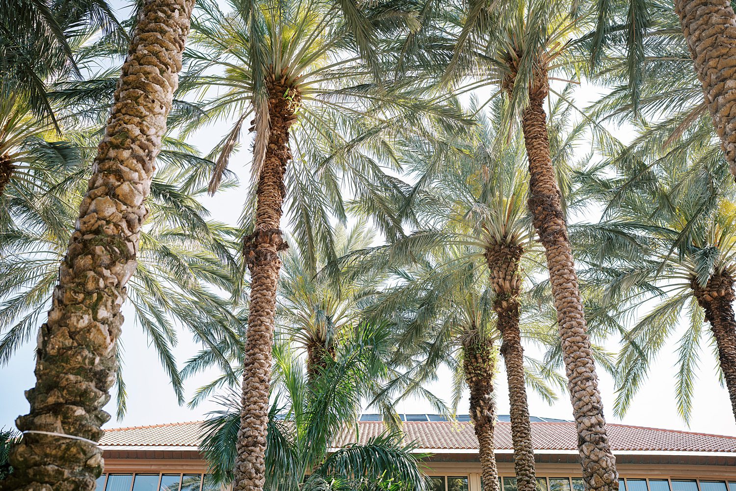 palm trees at The Poynter Institute in St. Pete, FL